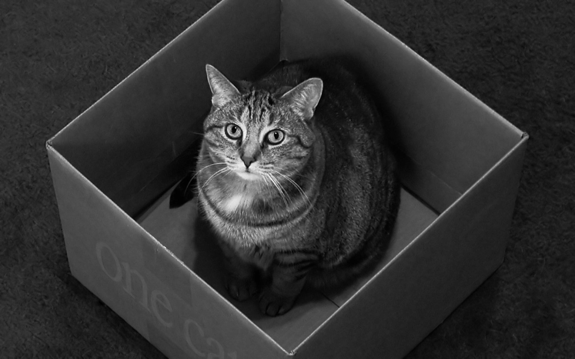 Schrödinger's cat is both ALIVE AND DEAD! • Quantum Activist